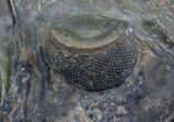 Huge, Zlichovaspis Trilobite - Atchana, Morocco #41210-4